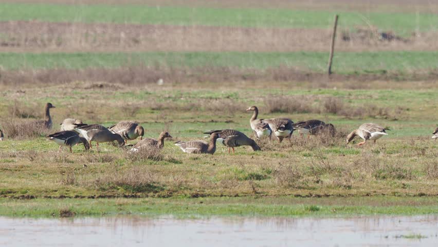 Greater white-fronted geese (Anser albifrons) feeding on a wet meadow