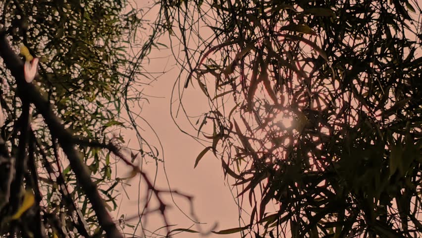 Sunset sunlight through tree branches
