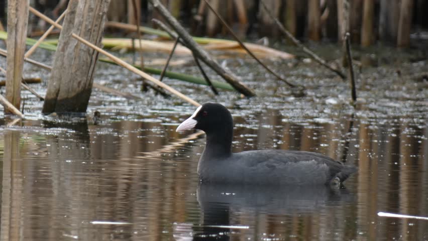 Eurasian coot (Fulica atra) swimming and turning in circles on calm grey water. High key atmosphere, natural lighting. Medium shot, Copy space. Serenity and Purity.