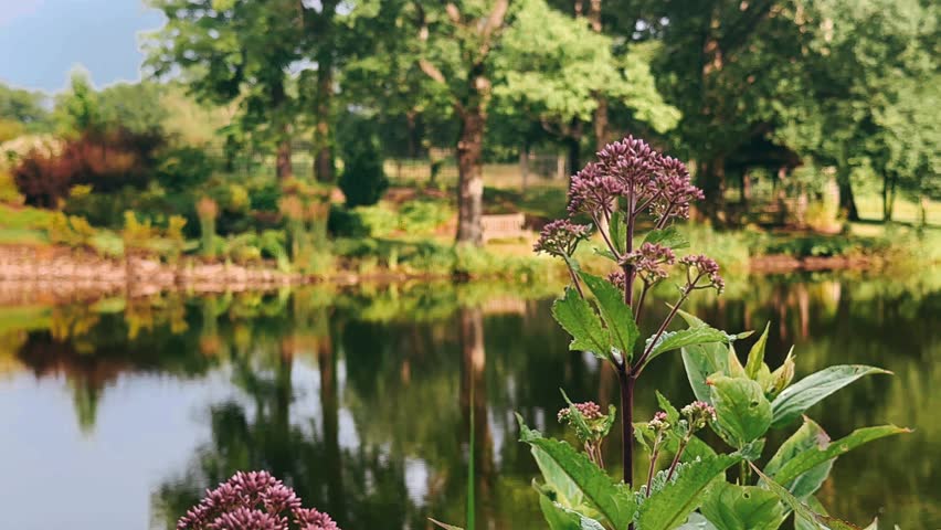 A tall purple wildflower rises in the foreground beside a calm garden lake, its clustered blossoms and textured green leaves sharply defined against a softly blurred background. Across the water, mature trees with dense green canopies line the shore, their forms mirrored clearly on the smooth surface. A wooden bench rests beneath the shade, partially framed by layered shrubs and ornamental grasses. The water reflects varying tones of green, gold, and soft sky hues, creating a balanced composition of depth and symmetry. The scene combines botanical detail with serene park surroundings, emphasizing natural textures, layered foliage, and the quiet presence of still water bordered by vibrant plant life.