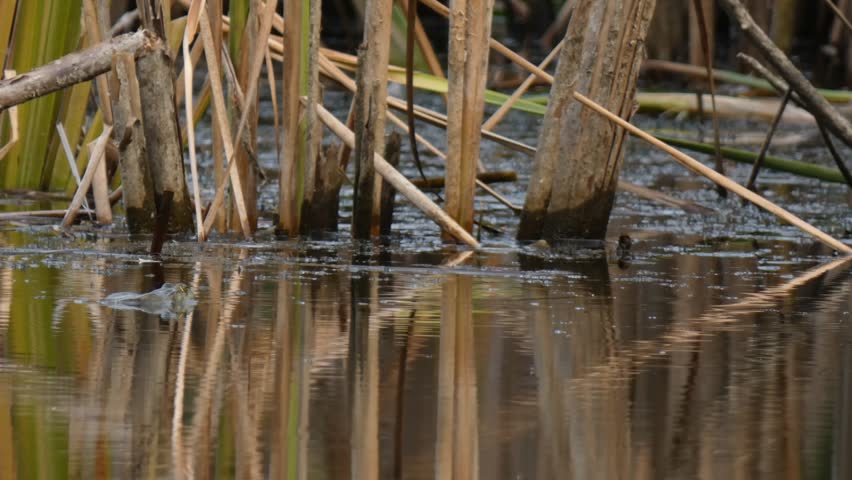 Common toad, small brown amphibian, swimming slowly in pond water among vertical dry reed stalks, Natural lighting, Medium Shot, Serene mood. Preservation and Fragile Ecosystem.