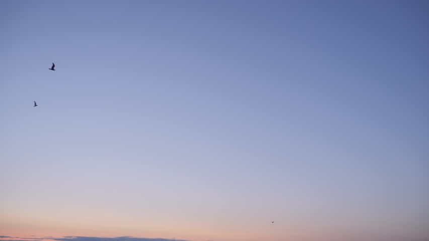 Slow motion: silhouettes of seagulls flying against blue sky at evening. Freedom, wildlife, nature concept