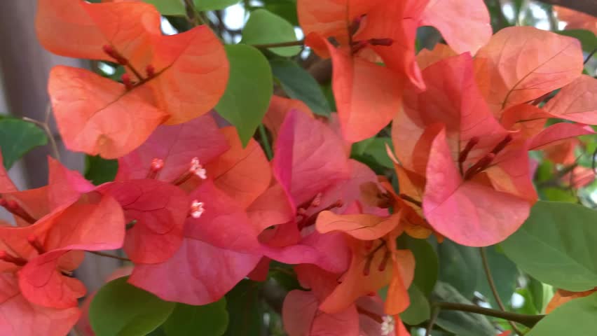 red flowers in the home garden