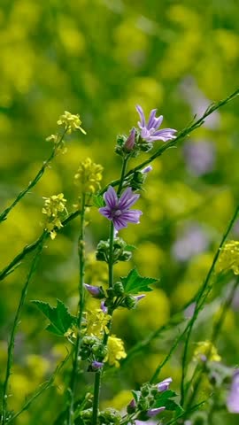 Purple Common Mallow Flower Blooming in a Field of Yellow Wildflowers