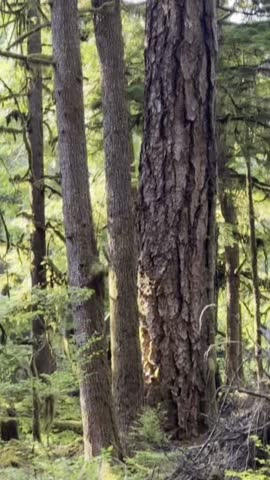 Sunlight Through the Olympic Forest with footsteps on fallen leaves at Olympic National Park, Washington.
