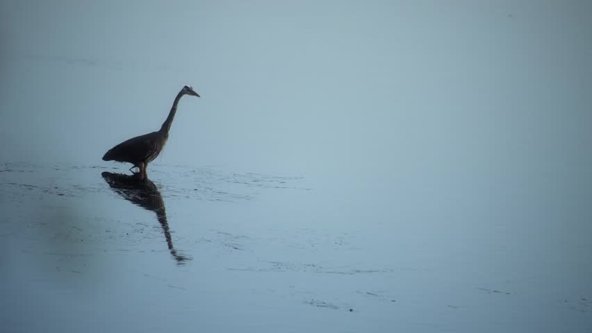 Breathtaking UHD cinematic shot of a solitary heron standing gracefully in still waters at dawn, reflecting the tranquility of nature. Ideal for serene wildlife documentaries and peaceful advertising.