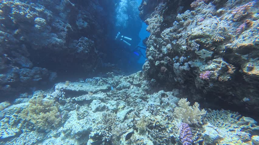 Experience the breathtaking mystery of the Red Sea! This stunning 4K footage captures a rare encounter between a professional scuba diver and a massive grouper within a narrow, ancient coral canyon in Ras Mohammed. Perfect for high-end documentaries and travel promos seeking that "Wow" factor.