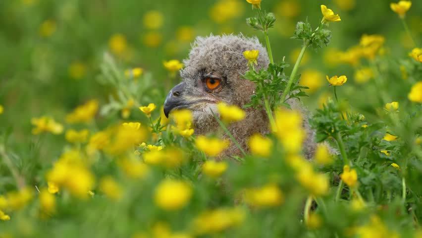 Mesmerizing UHD close-up shot of a young owl nestled among vibrant yellow wildflowers in a sunlit meadow, evoking wonder and tranquility. Ideal for nature documentaries and wildlife storytelling.