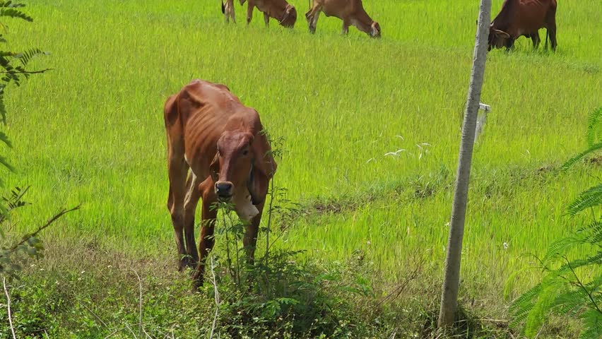 The herd of cows grazes on grass.
