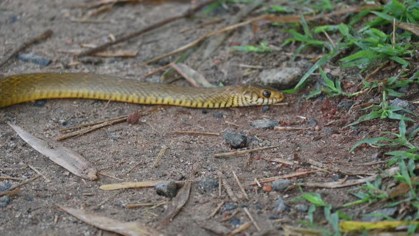 Ptyas mucosa snake. Its common name is Oriental rat snake and Indian rat snake. It is a common non-venomous species of colubrid snake found in parts of South and Southeast Asia. These are large snakes.
