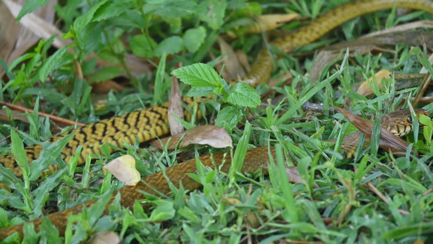 Ptyas mucosa snake. Its common name is Oriental rat snake and Indian rat snake. It is a common non-venomous species of colubrid snake found in parts of South and Southeast Asia. These are large snakes.
