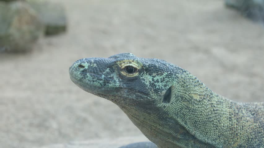 A static close-up profile shot of a Komodo dragon resting in a sandy enclosure