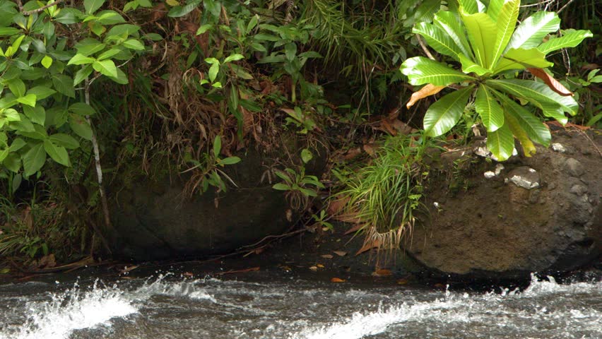 Static medium shot of a fast-flowing river with white water rapids beside dense rainforest foliage