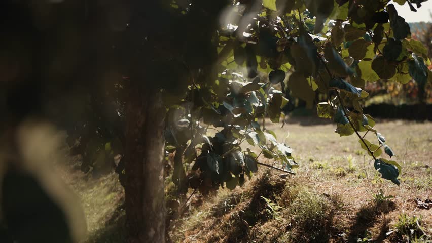 Sunlight shining through tree branches and leaves in grassy field