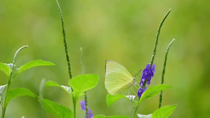 A pale yellow butterfly in slow motion, pausing gently on a purple flower spike with soft green blurred leaves in the background, then flying away in a dreamy garden light
