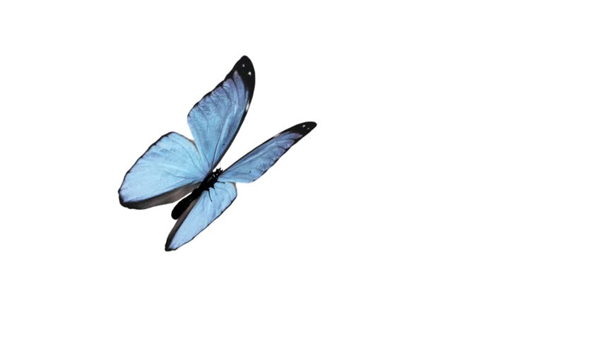 Butterfly animation. Loop.
Flapping its wings with cyclical with alpha channel