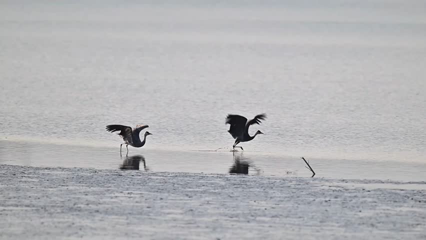 Common Cranes Flying Low Over Lake at Sunrise Wildlife Action Two Eurasian Cranes Landing in Wetland with White Egret 4K Slow Motion