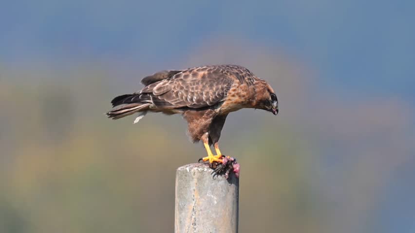 Amur Falcon Bird of Prey Eating Prey on a Post Close Up Sharp Detail Wildlife Predator Feeding Behavior in Natural Habitat 4K