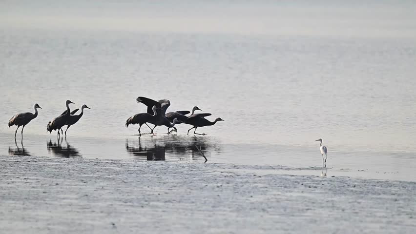 Flock of Common Cranes Flying Low Over Lake Surface with White Egrets Wildlife Migration Bird Group in Wetland 4K