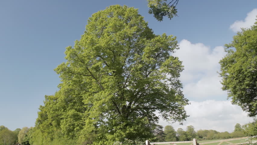 Timelapse of tree growing leaves, Wiltshire,England