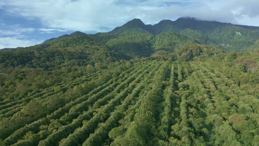 Coffee plants creating distinct rows in a green plantation, surrounded by lush cloud forest and distant mountains under a blue sky in Boquete, Chiriqui province of Panama - stock video
