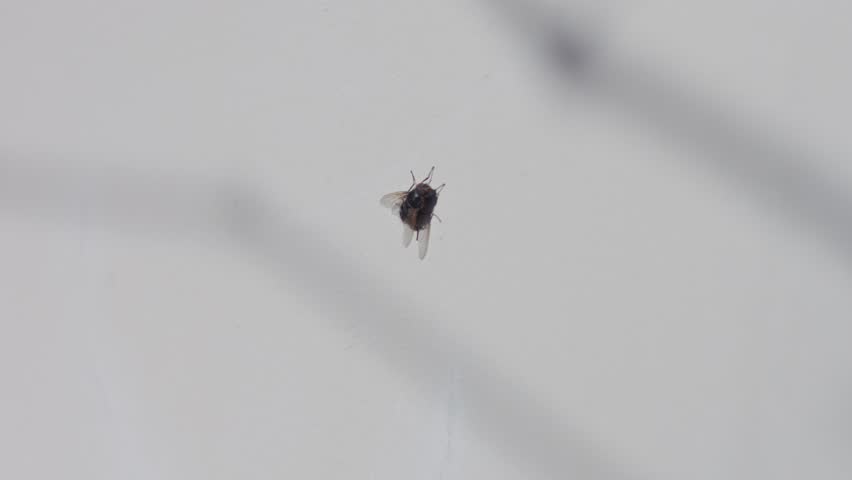 Close-up of a fly resting on a white painted wall with soft shadow in early spring light. Macro shot showing insect details, natural behavior, and subtle seasonal atmosphere.