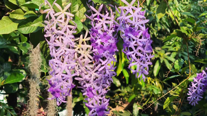 Indigo flower in the garden,The Purple flowers,