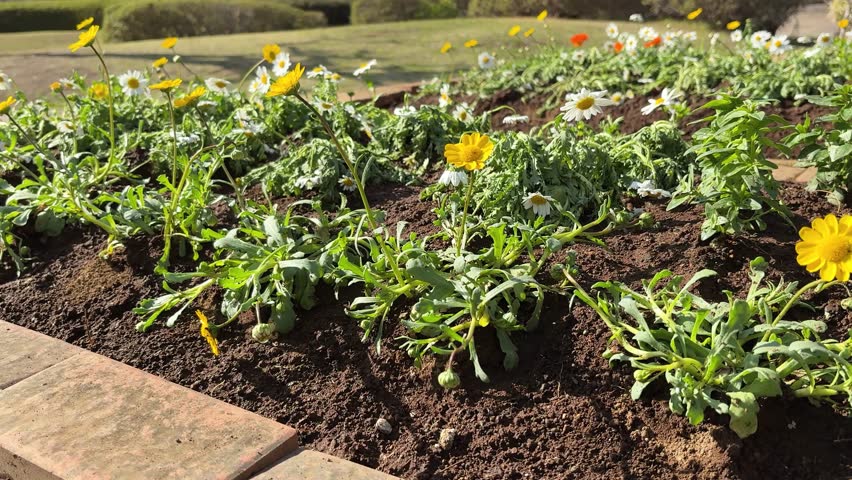 Flower bed in spring sunlight garden scenery refreshing