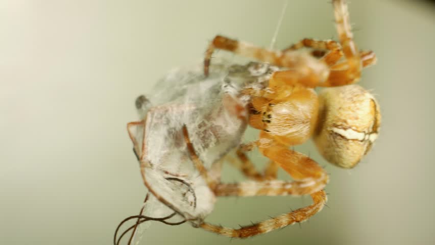 Macro video of european garden spider (araneus diadematus) eating fly in web
