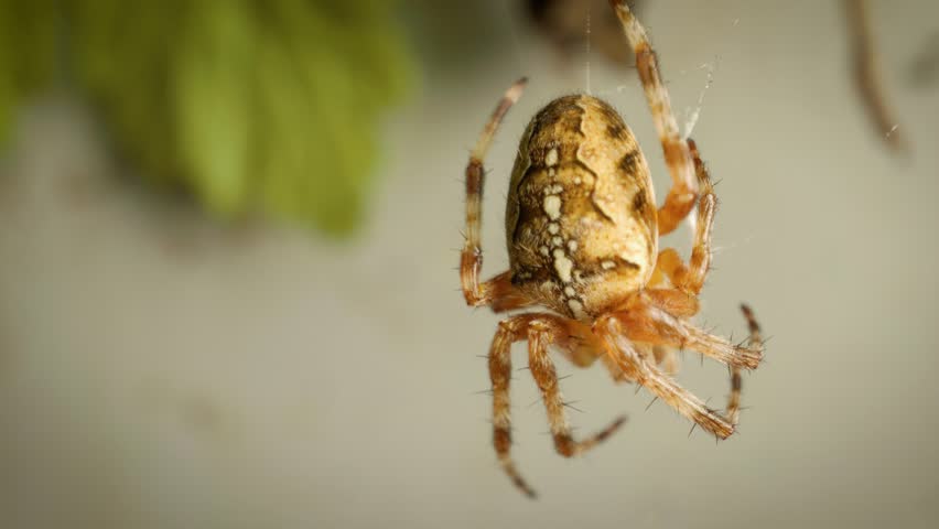 Macro video of European garden spider (Araneus diadematus)