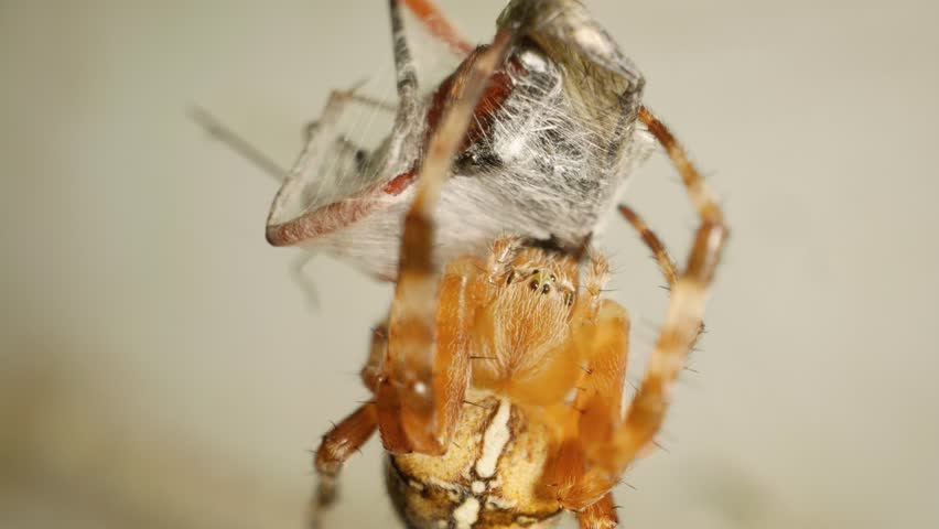 Close-up of cross orb-weaver spider (Araneus diadematus) eating captured fly in spiderweb
