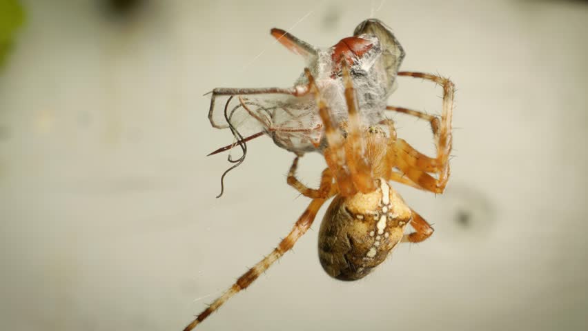 Detailed macro shot of european garden spider (araneus diadematus) eating insect.