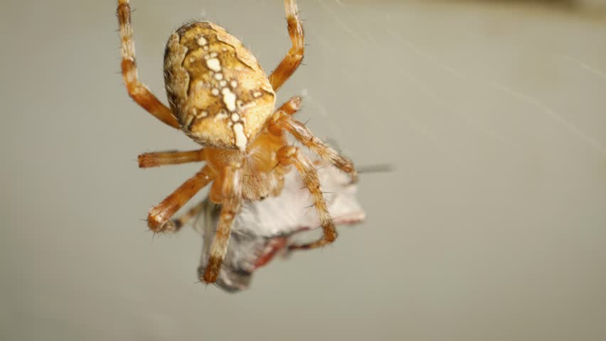 Macro video of european garden spider (araneus diadematus) eating fly in web