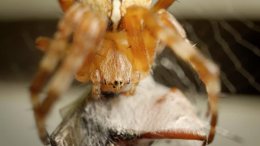 Extreme macro shot of european garden spider (araneus diadematus) eating insect.