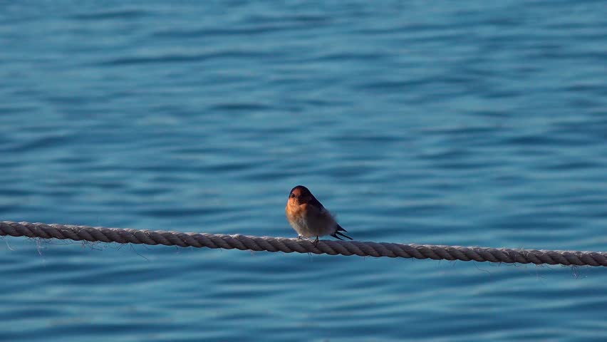 Spectacular aerial view of Mount Fuji summit rising above a sea of clouds and lush green forests.