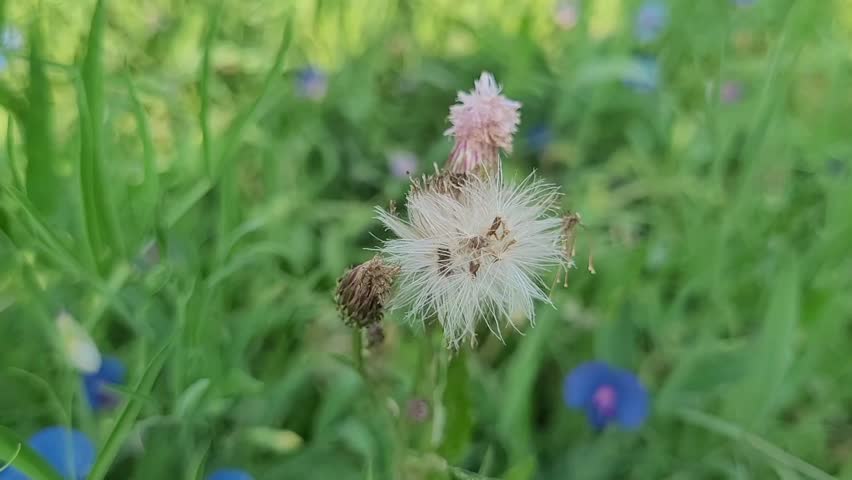Macro close-up of a wild dandelion seed head growing in a natural green meadow environment. Delicate fluffy seeds with soft bokeh background captured in high-quality 4K resolution.