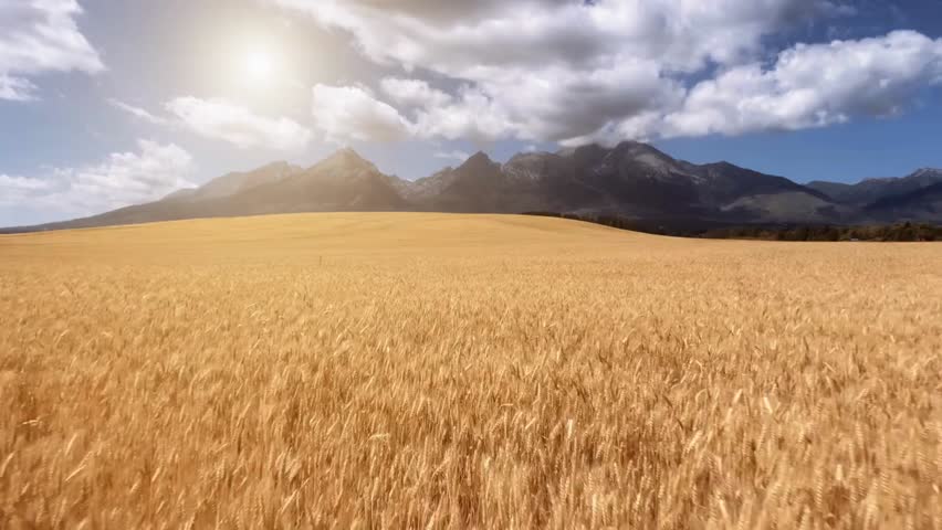 Low drone flight over a ripe yellow wheat field in Slovakia’s Low Tatras, with sunlit clouds, showcasing scenic summer landscape and rural beauty.