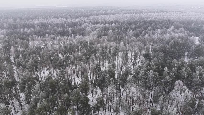Dense woodland landscape under cloudy sky