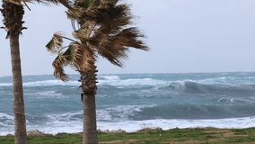 Palm Trees Bending in Strong Wind Near Ocean Coast. Tropical Storm Wind Blowing Palm Trees by the Sea. Windy Tropical Coast with Palm Trees and Rough Sea - Powered by Shutterstock - Get 15% off with code: PIKWIZARD15