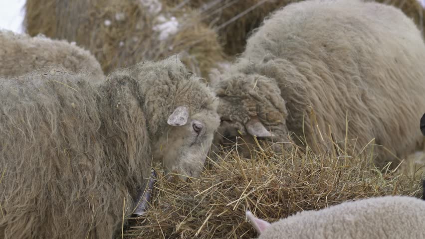 Closeup of Sheep Feeding on Hay in Organic Farm