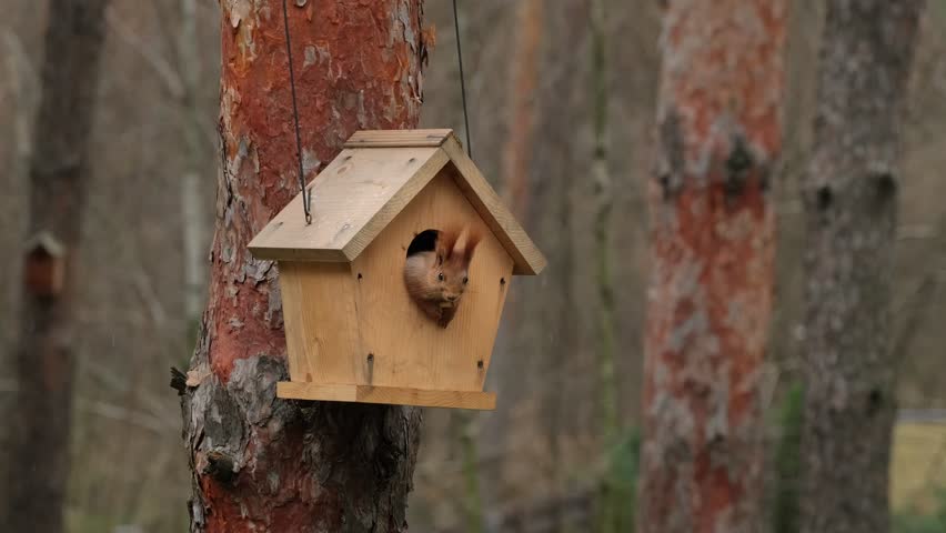 Red Squirrel Peeking from Wooden Birdhouse in Winter Forest. Cute Squirrel Looking Out of Nest Box in Pine Forest. Wild Squirrel Sitting Inside Wooden Birdhouse