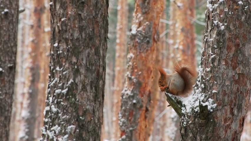 Red Squirrel Eating Nut on Pine Tree in Winter Forest. Wild Squirrel Feeding on Tree Trunk in Snowy Pine Woodland in Natural Habitat