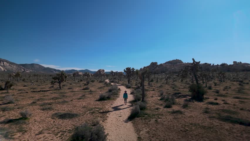 A mature woman hikes through a landscape of flowering Joshua trees in Joshua Tree National Park, California on a sunny day.