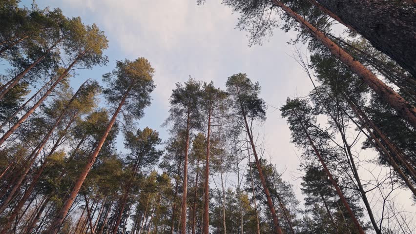 Looking up at tall pine trees against blue sky