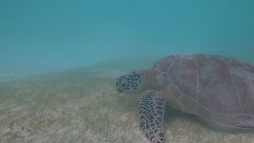 Green Sea Turtle Swimming Underwater in Tropical Ocean Marine Wildlife Philippines