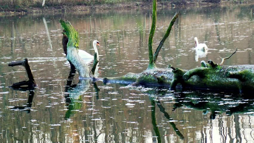 Two swans in a lake (La Minière Ponds)