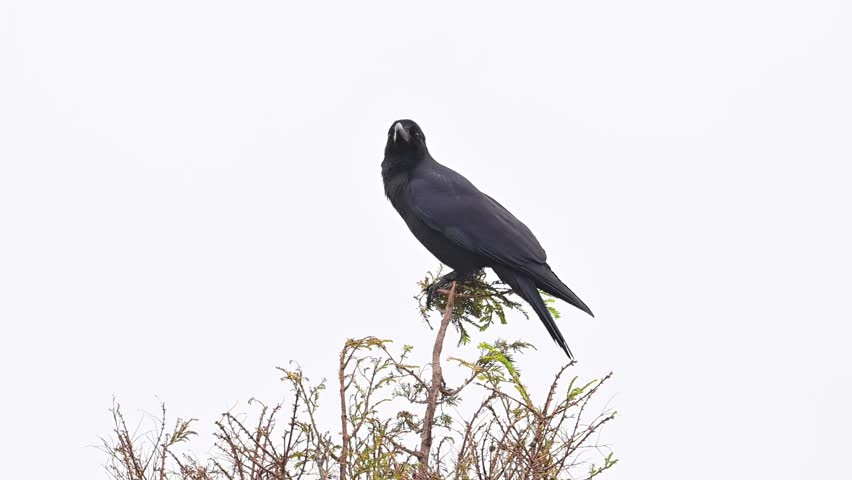 Large-billed Crow Perching on Thin Tree Branch Against White Sky, Black Crow Standing on Treetop in High Contrast, Wildlife Bird Cinematography of Corvus Macrorhynchos, Nature Observation