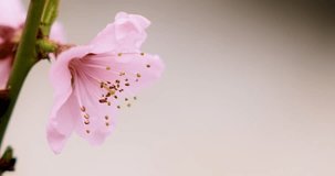Close-up of Pink Blossom on Branch with Soft Neutral Background - Powered by Shutterstock - Get 15% off with code: PIKWIZARD15