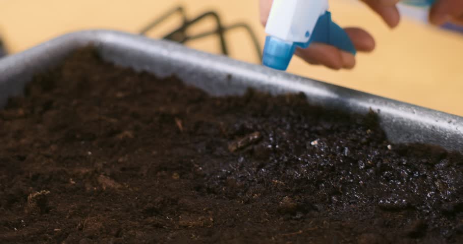 Hand spraying water on soil in a tray for gardening or planting
