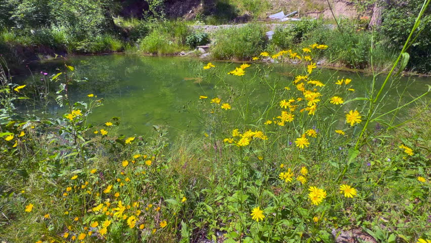 Yellow wildflowers growing near a small green forest pond on a sunny summer day. natural landscape with plants, grass and calm water. peaceful countryside scenery, ecology, biodiversity and nature environment concept.